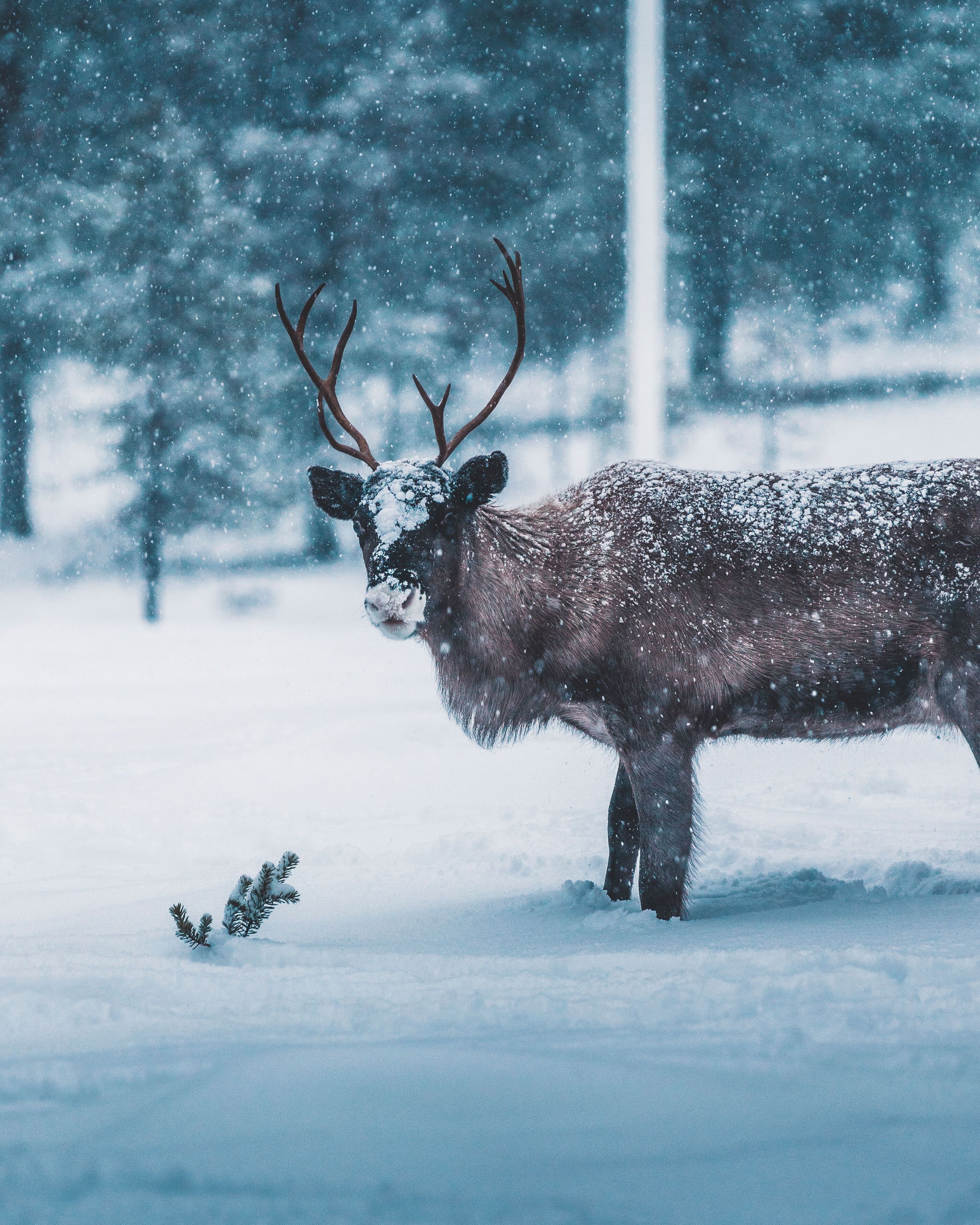 Un paysage enneigé avec un cerf se tenant au premier plan.