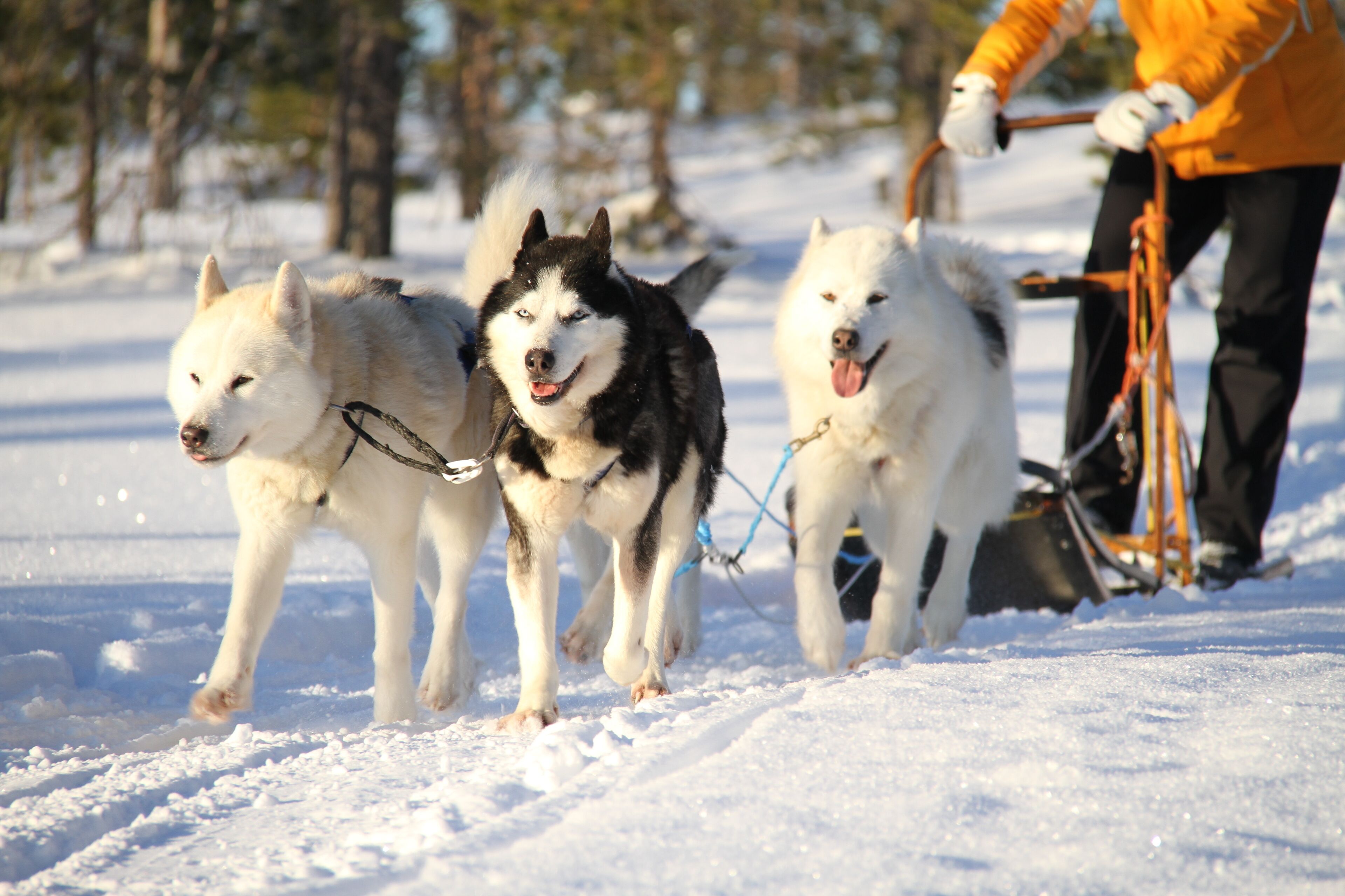 Tres perros husky tiran un trineo en un paisaje nevado.
