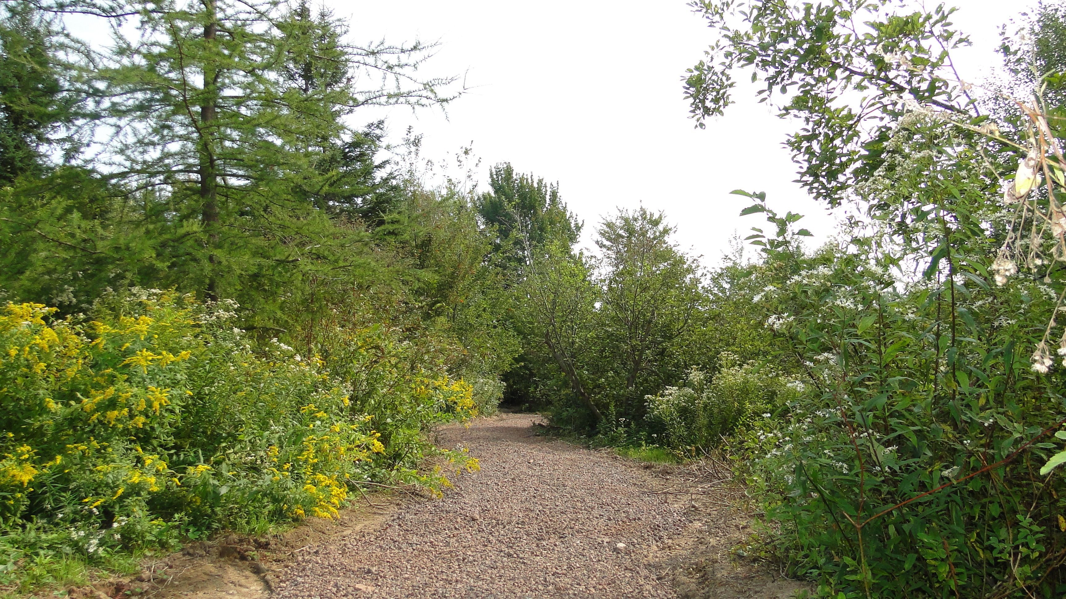 Ein Kiesweg, von dichtem Grün und Bäumen gesäumt.