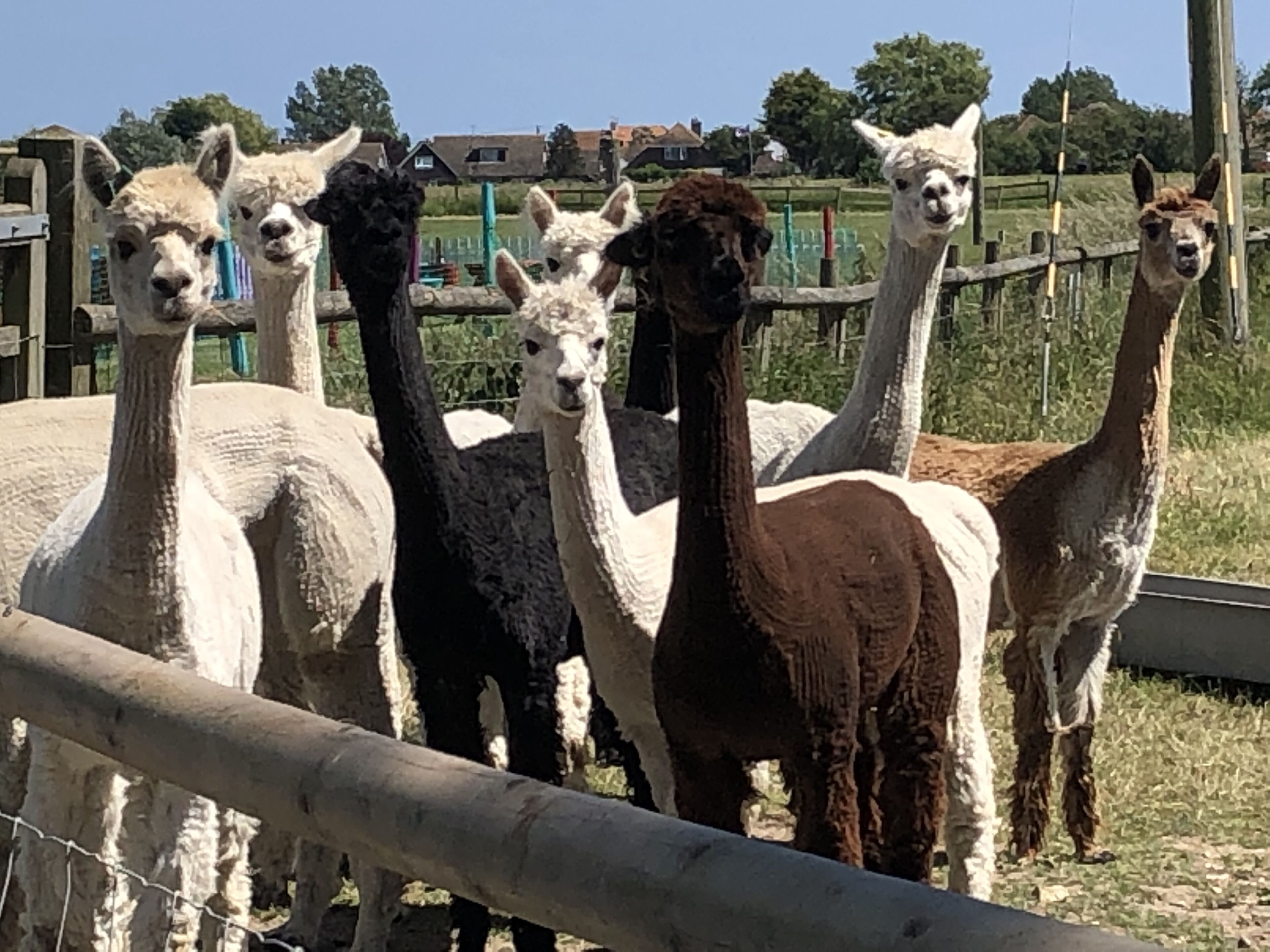 Um grupo de lhamas atrás de uma cerca de madeira em um recinto ao ar livre.