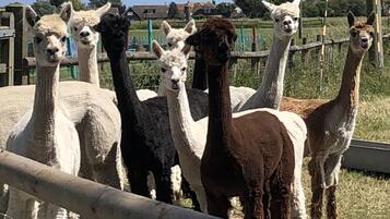 Um grupo de lhamas atrás de uma cerca de madeira em um recinto ao ar livre.