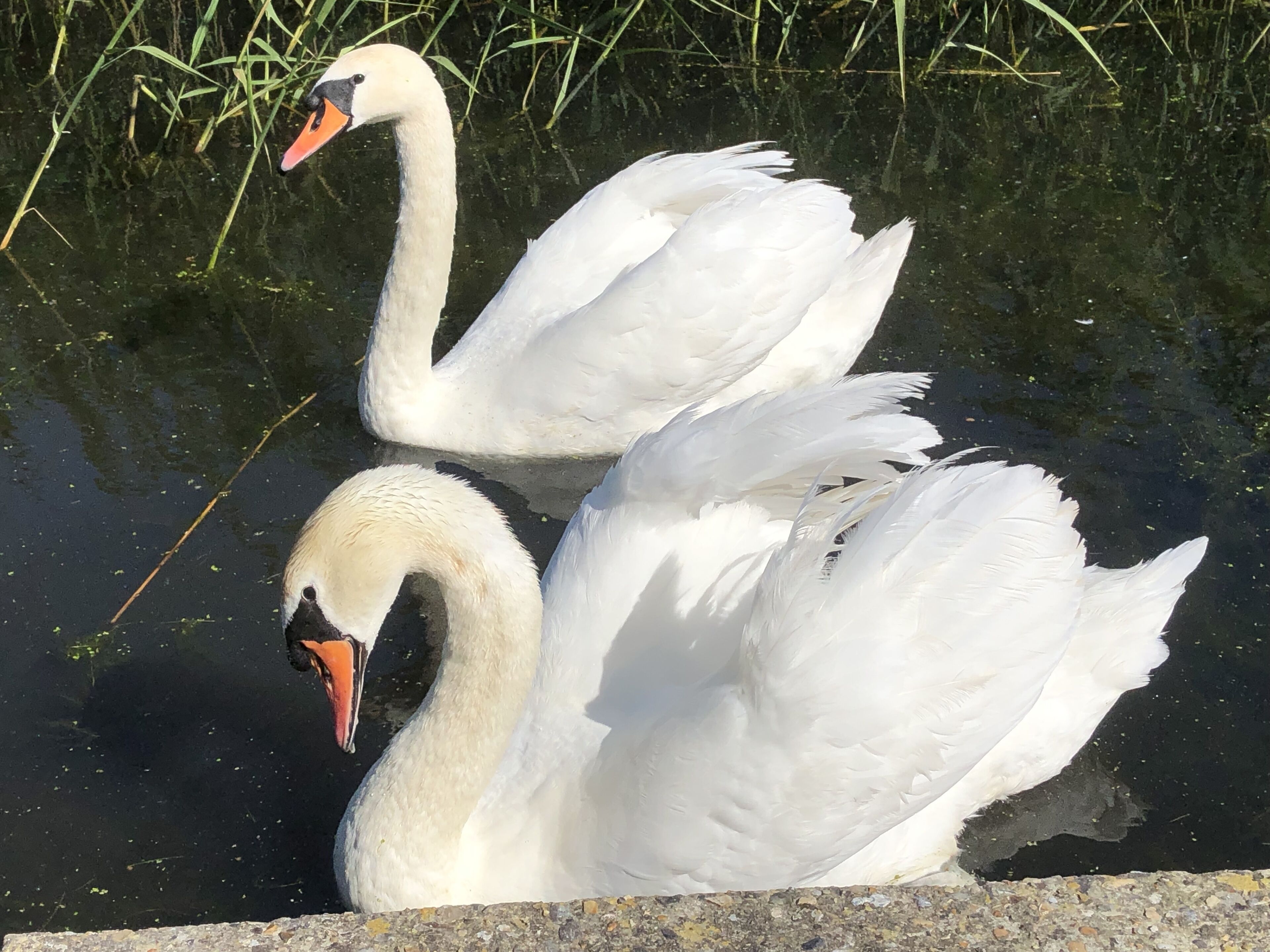 Dos cisnes nadan en un cuerpo de agua con un borde de piedra.