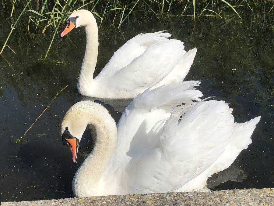 Dos cisnes nadan en un cuerpo de agua con un borde de piedra.