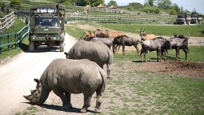 Veículo de safari em estrada de terra com um grupo de rinocerontes e outros animais selvagens.