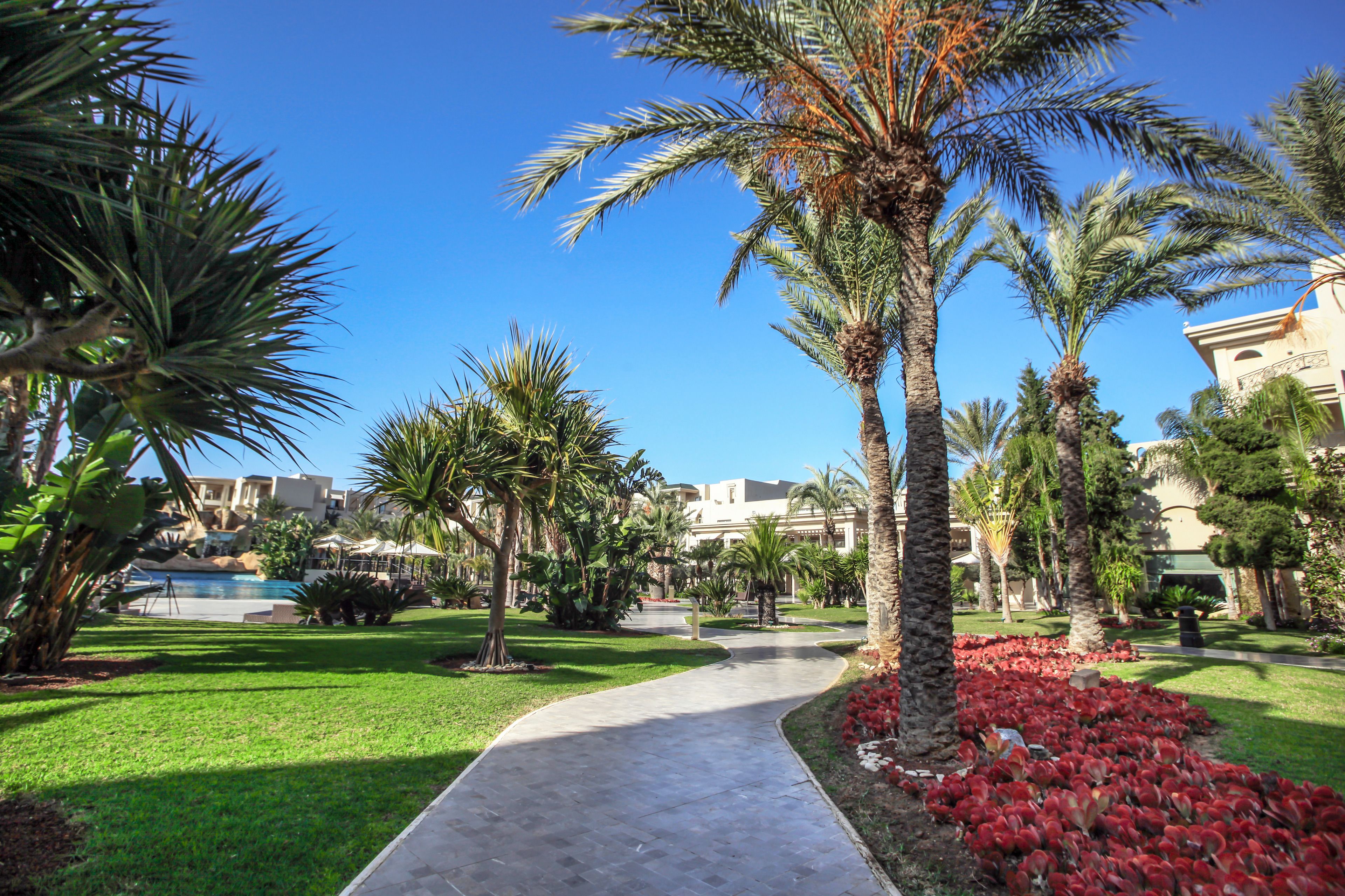 A pathway leading to a pool surrounded by palm trees and red flowers.