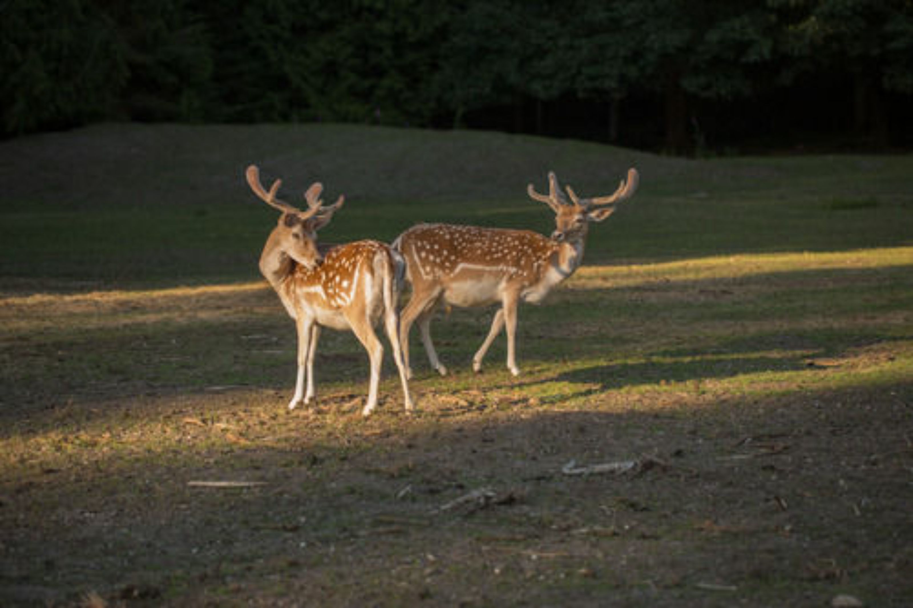 Two deer in a grassy field with trees in the background.