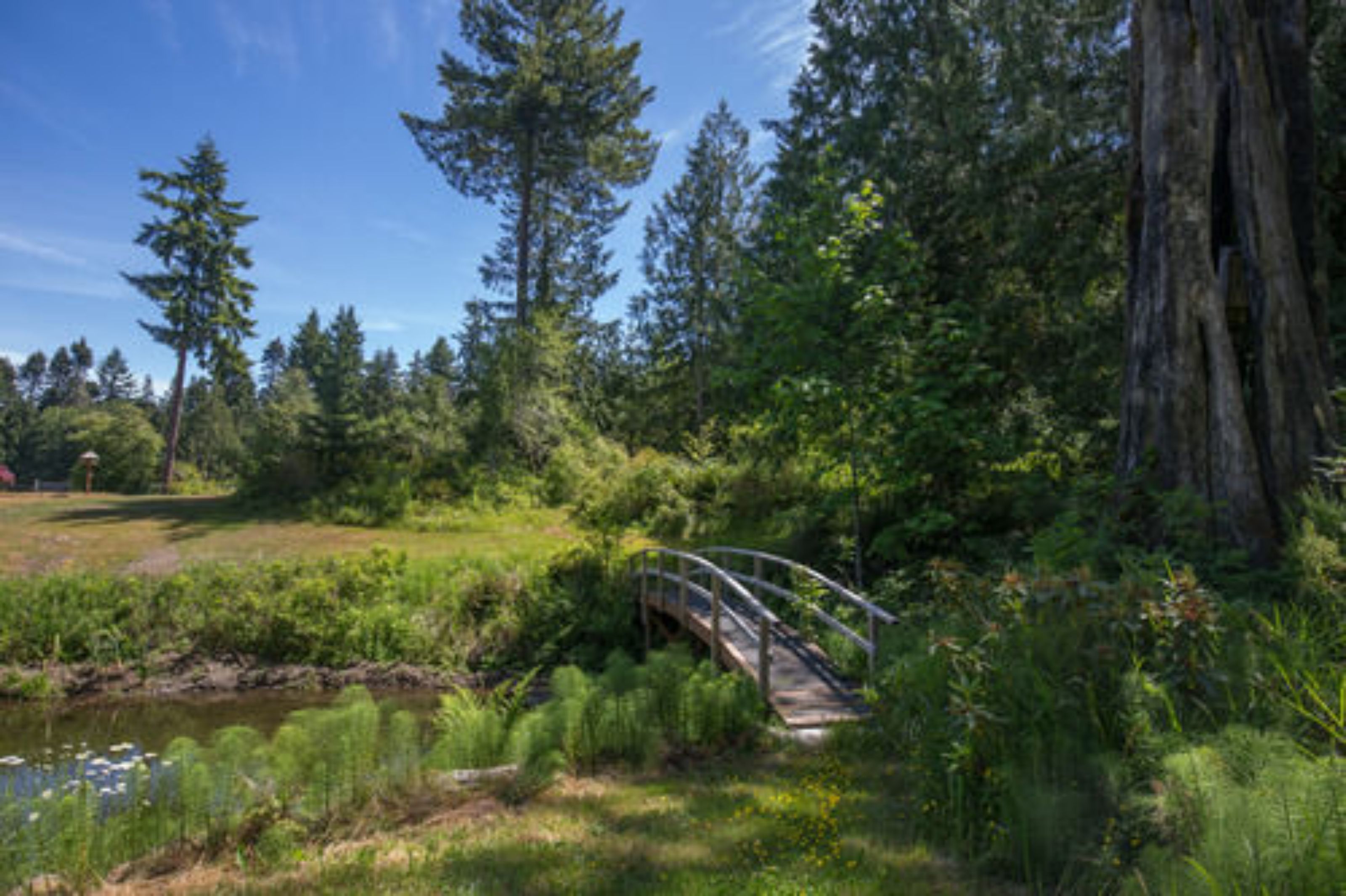 A wooden bridge over a stream in a forested area with tall trees and a clear sky.