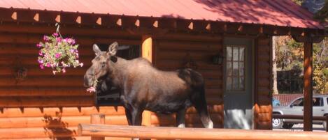 A moose standing in front of a log cabin with a red roof, wooden beams, and a hanging flower basket.
