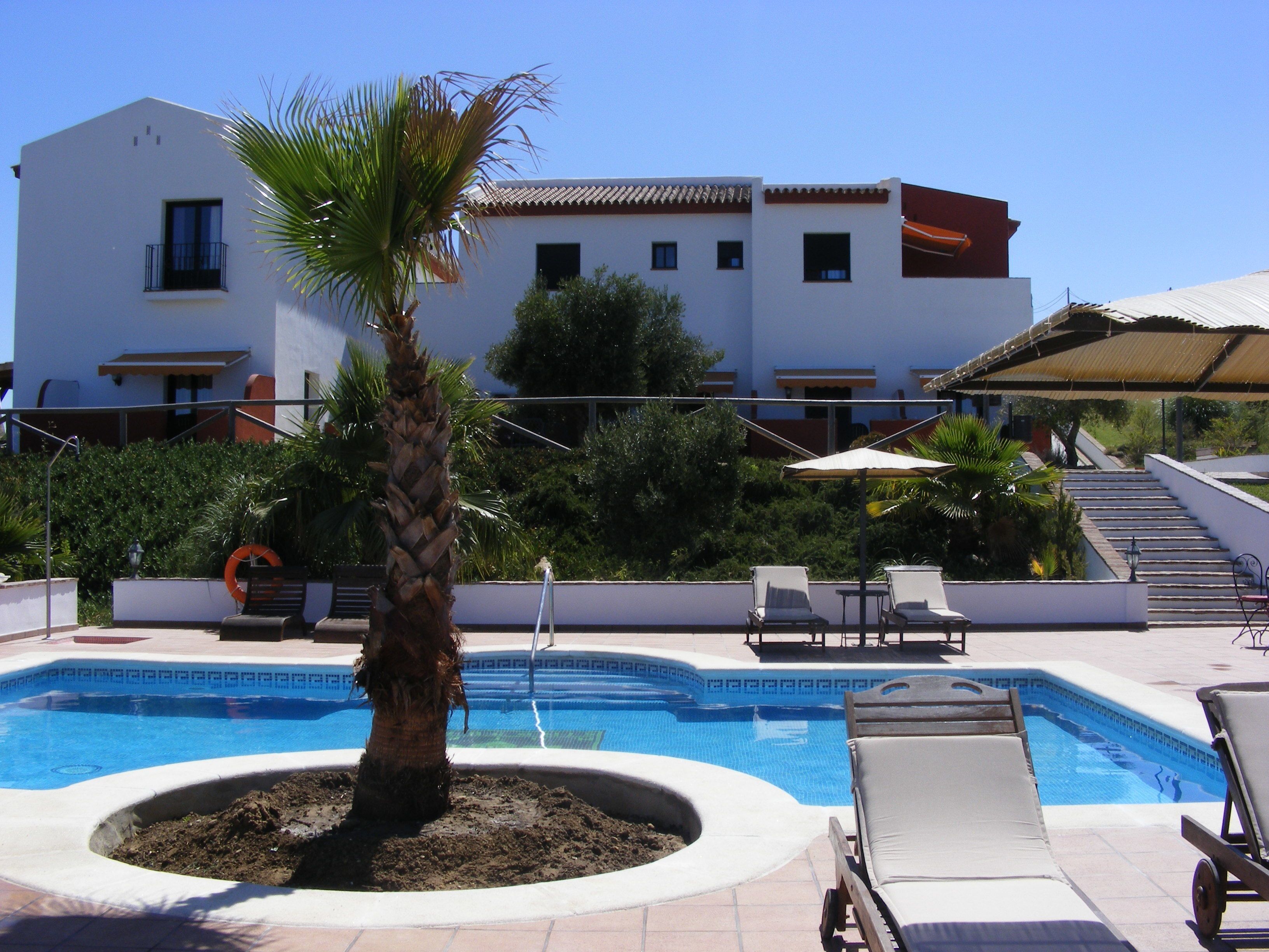 A swimming pool with lounge chairs, a palm tree, and a building in the background.