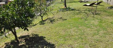A grassy outdoor area with trees and lounge chairs.