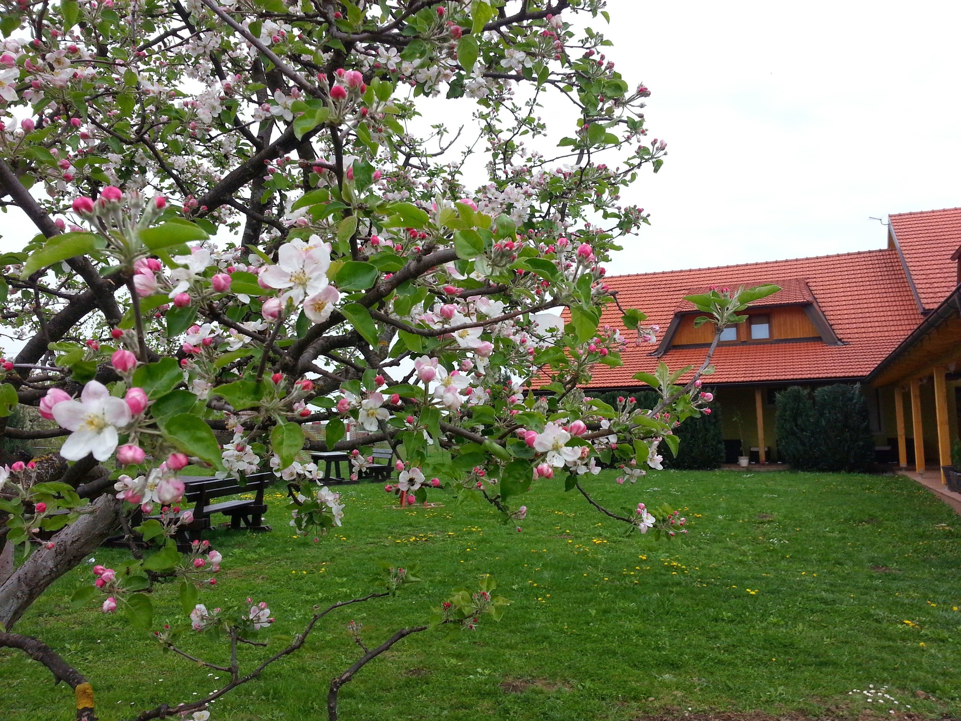 A house with a red-tiled roof, surrounded by a well-maintained lawn and blooming trees.