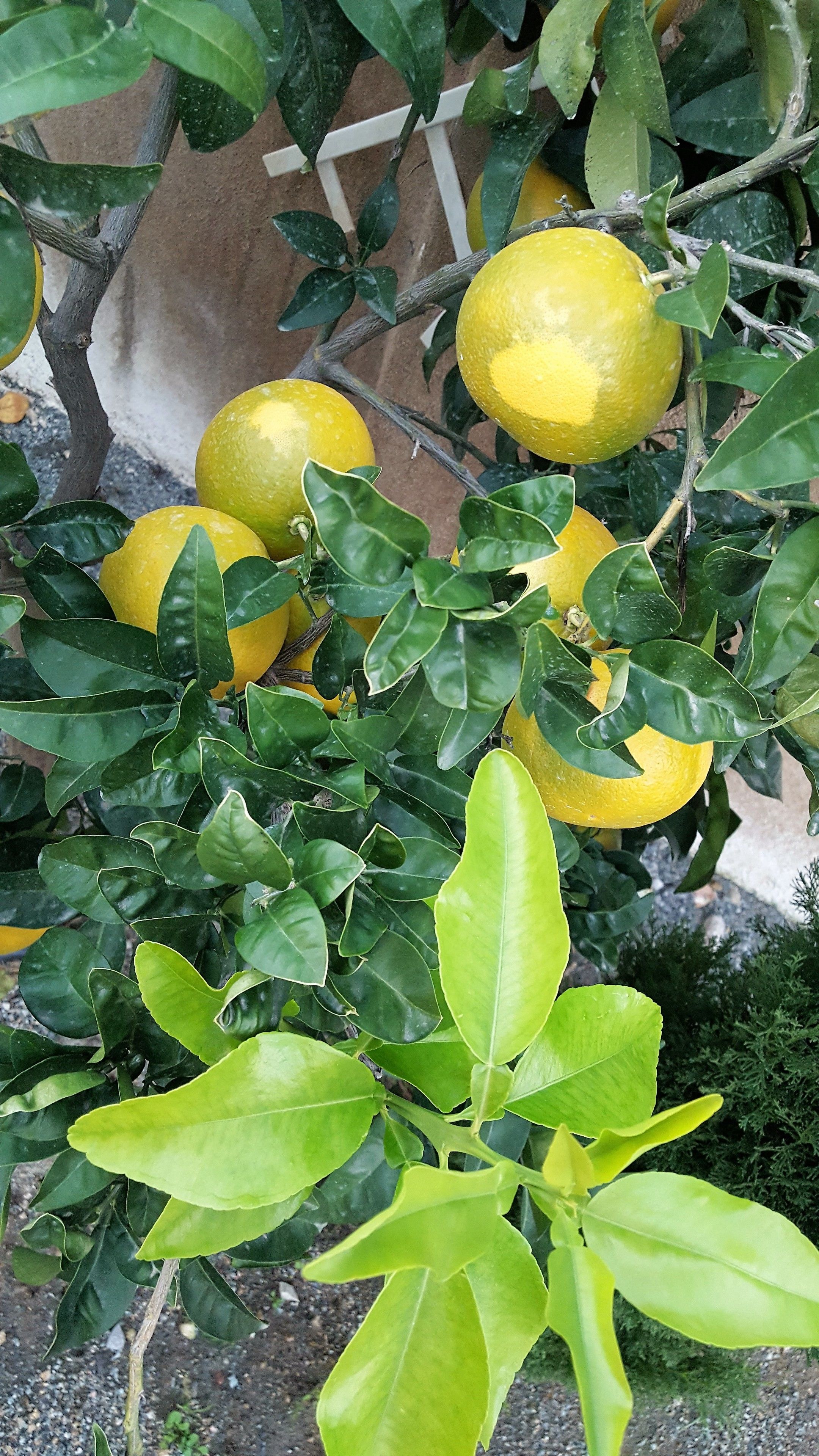 standard double room (petite douche) | garden