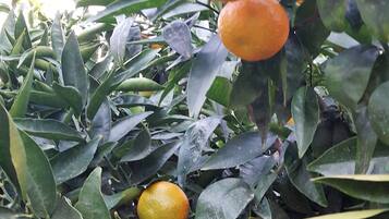 Un arbre d’agrumes qui porte des oranges et des citrons.