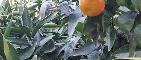 Un árbol cítrico con naranjas y limones.