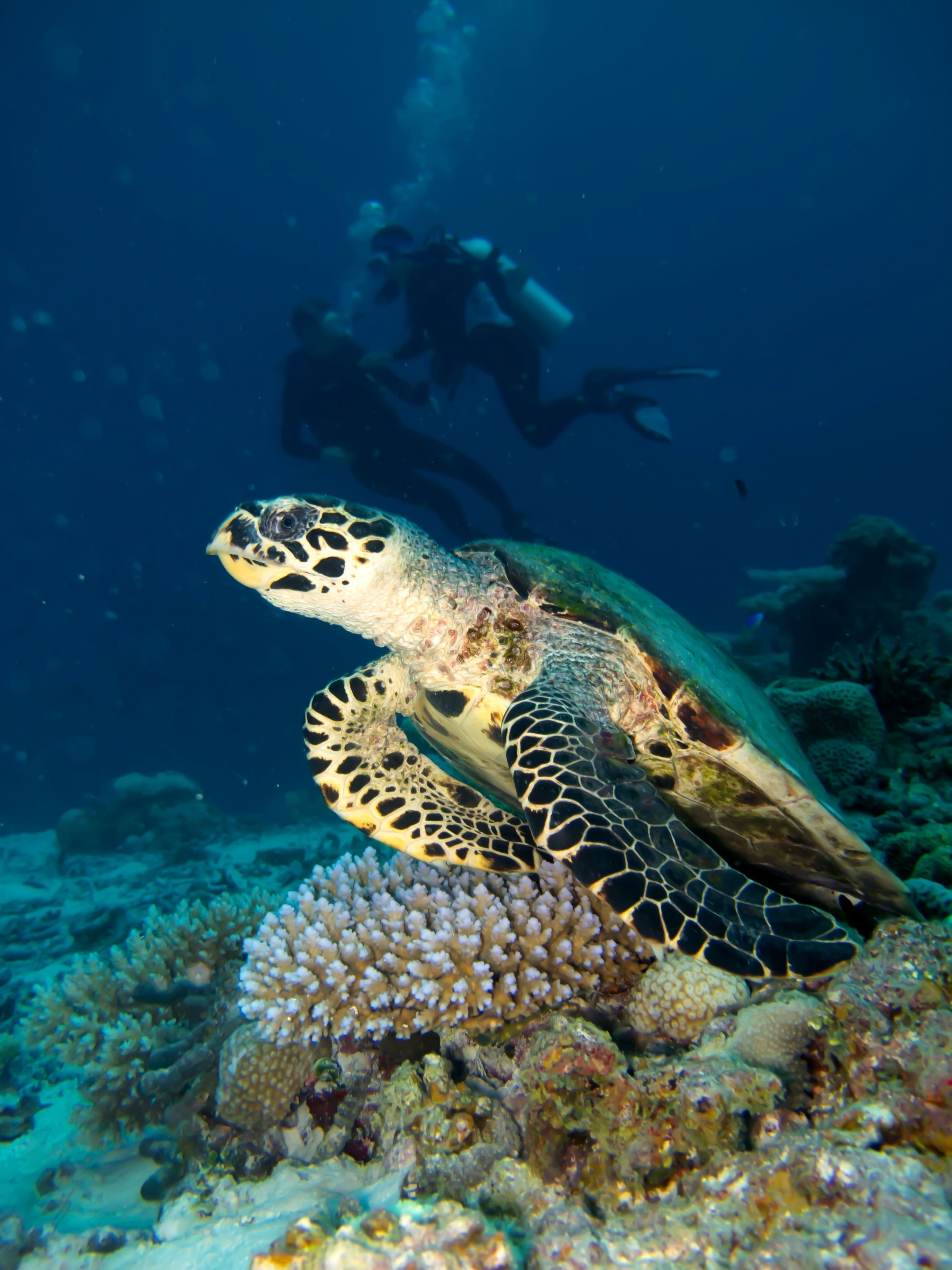 A sea turtle swimming near a coral reef with a diver in the background.