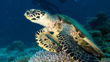 A sea turtle swimming near a coral reef with a diver in the background.