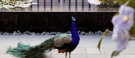 Alberca al aire libre, sombrillas en la alberca y camastros