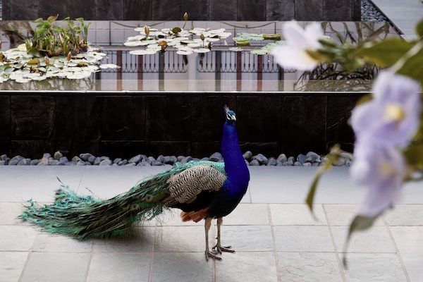 Kolam renang terbuka, payung kolam, kerusi lepak pantai