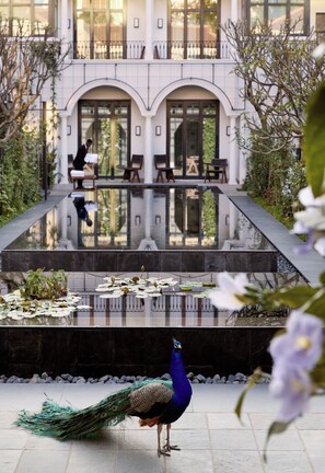 Un pavo real se encuentra en un patio con una piscina reflectante, un edificio con ventanas de arco y una persona caminando al fondo.