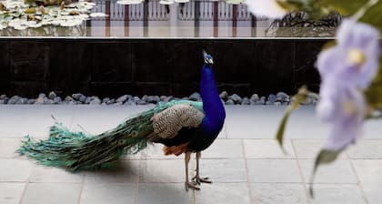 Park Hyatt Johannesburg