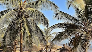 Une plage bordée de palmiers, avec des chaises longues et des parasols en feuilles de palmier.