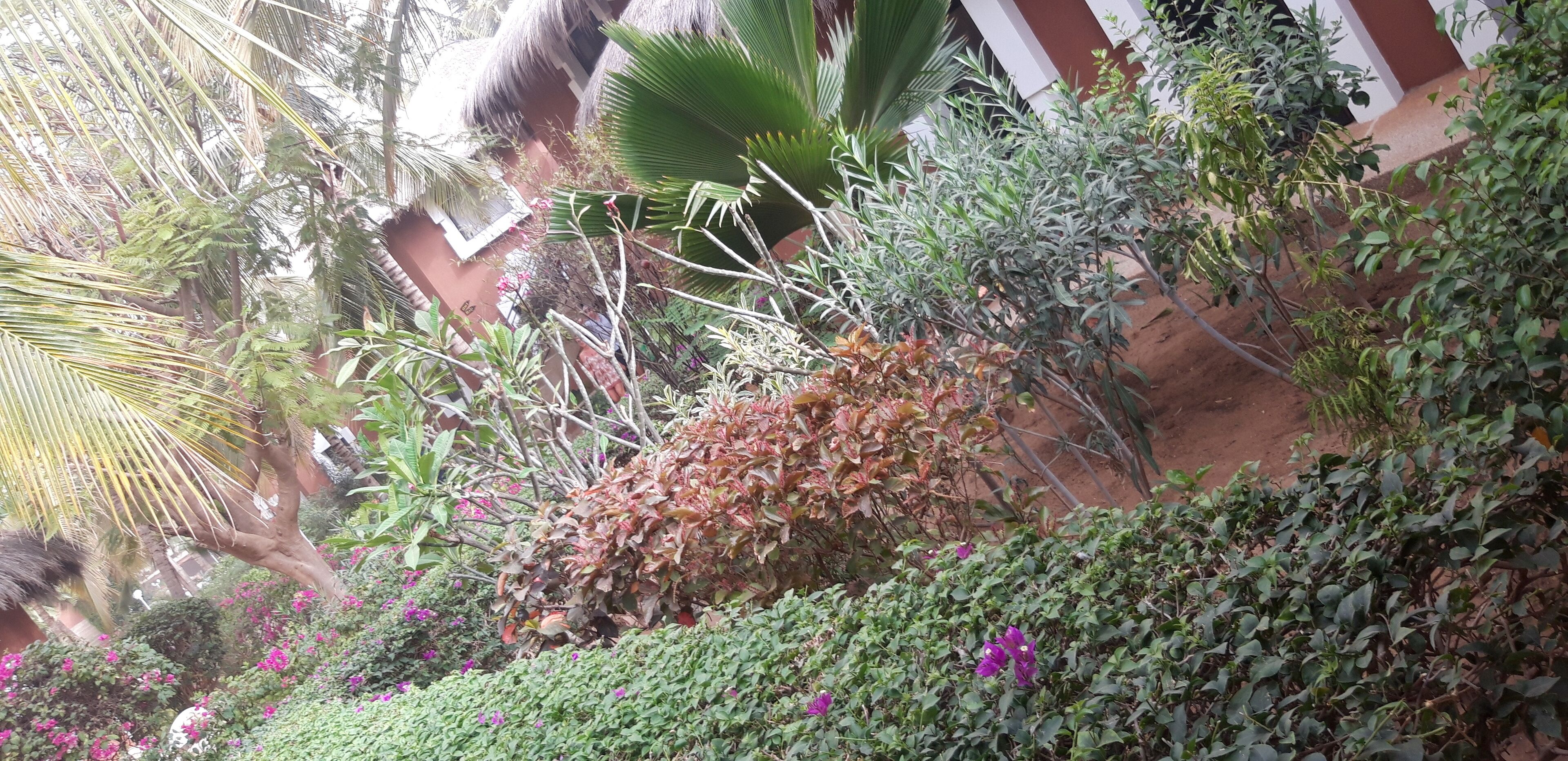 standard suite (single) | garden view