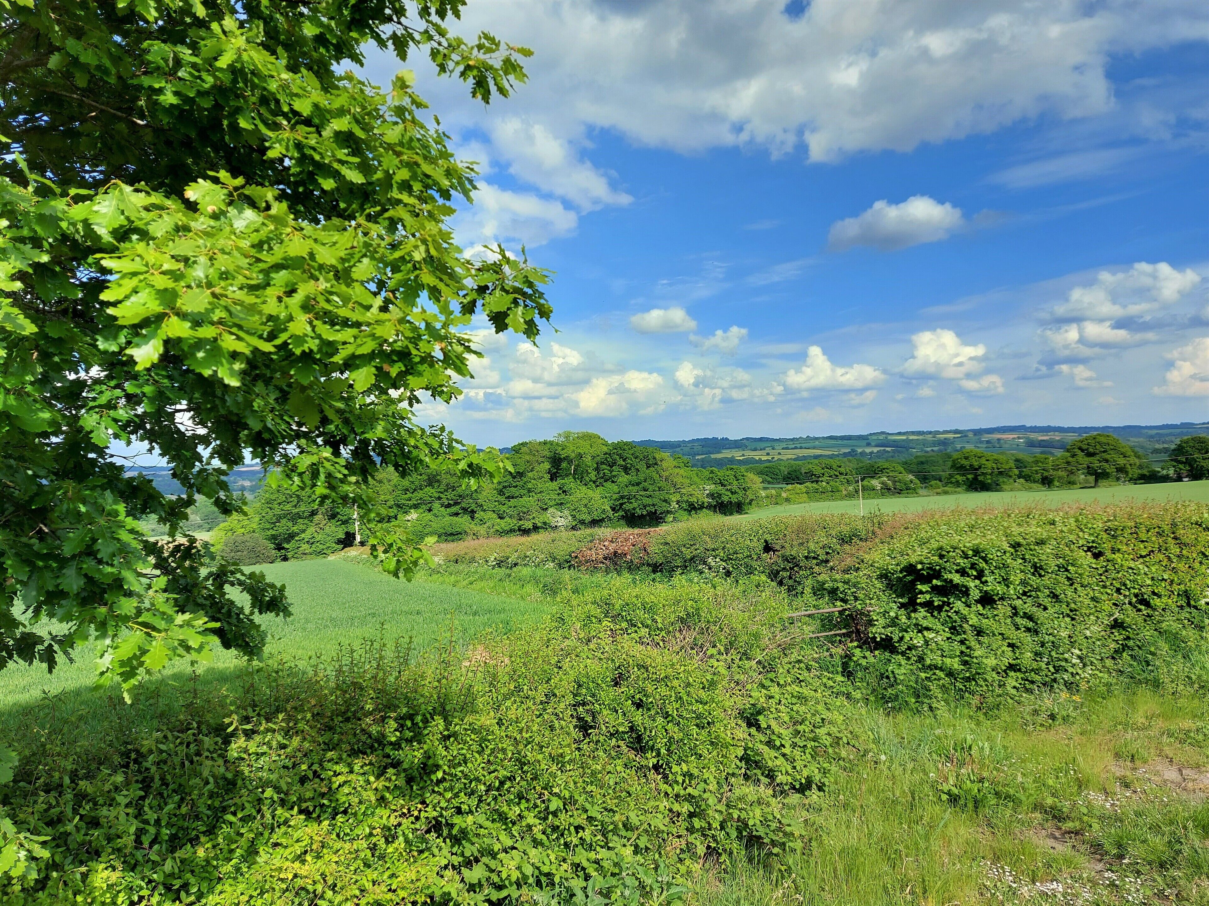 A lush green landscape with a variety of trees and shrubs, a clear blue sky, and distant hills.