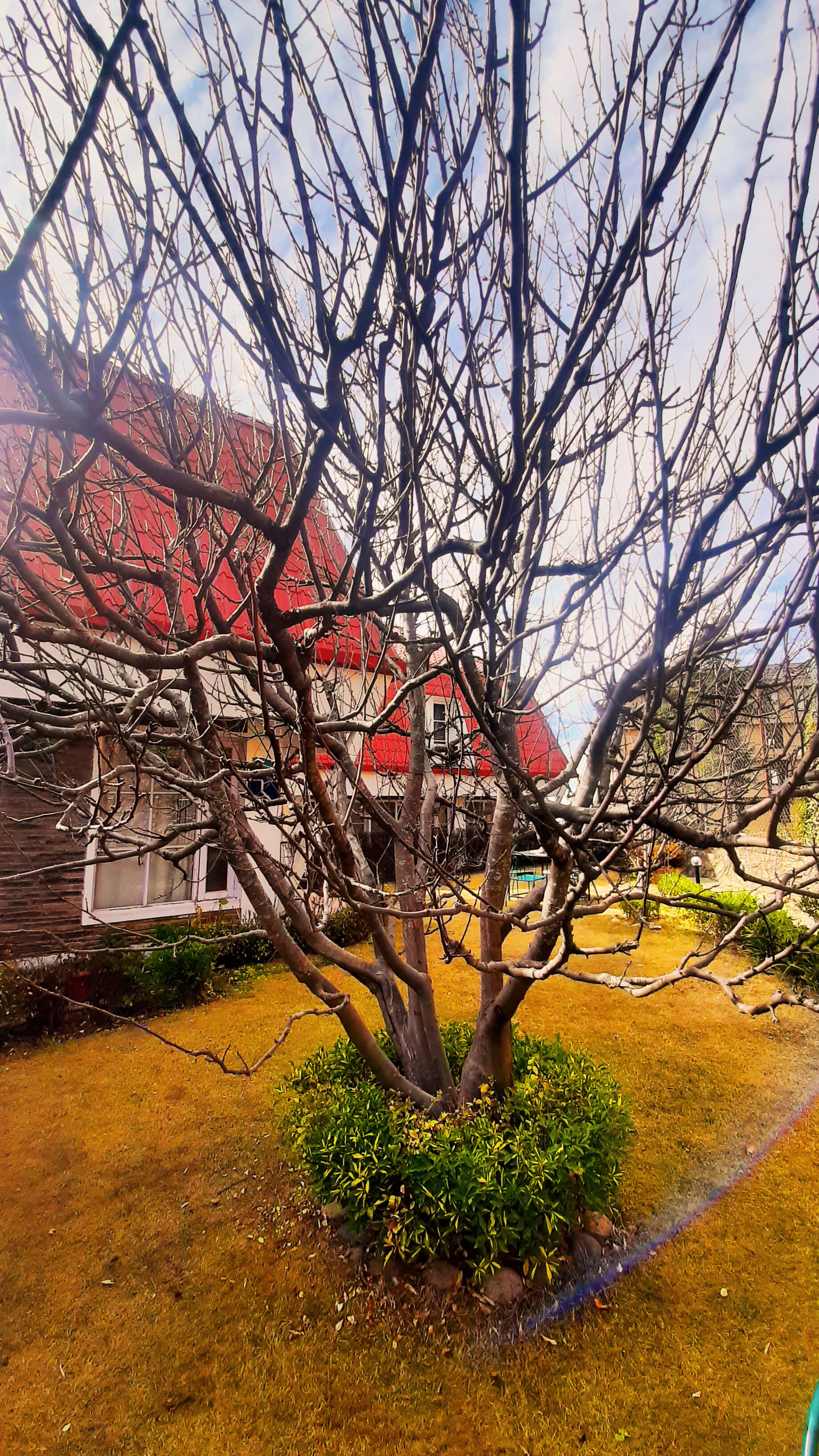 A tree with bare branches in front of a building with a red roof.