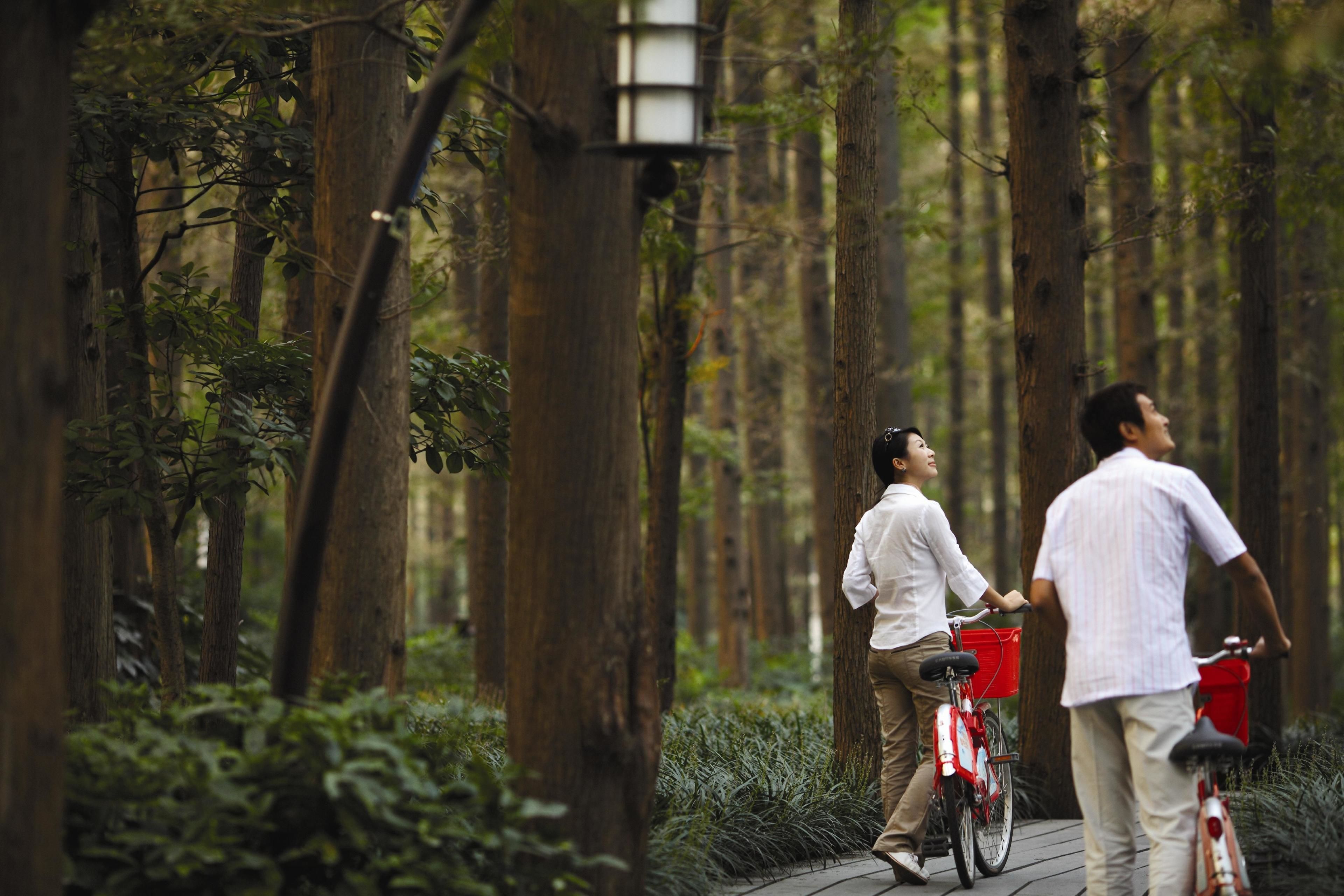 A pathway through a forest with tall trees and a wooden boardwalk.