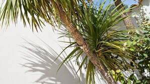 A tall palm tree with long, slender leaves against a clear blue sky.