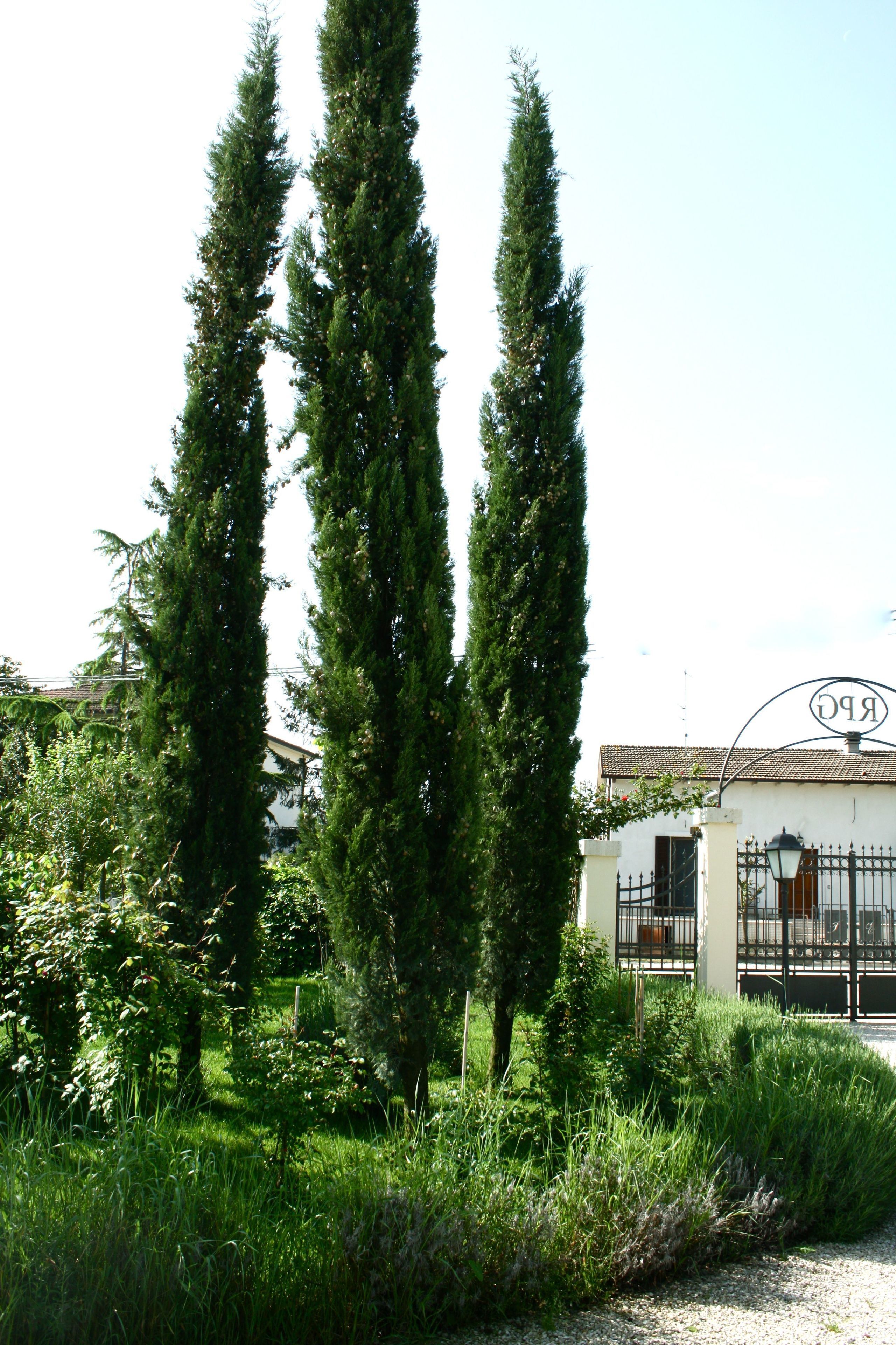 Three tall, slender trees in a garden setting with a building and a gate in the background.
