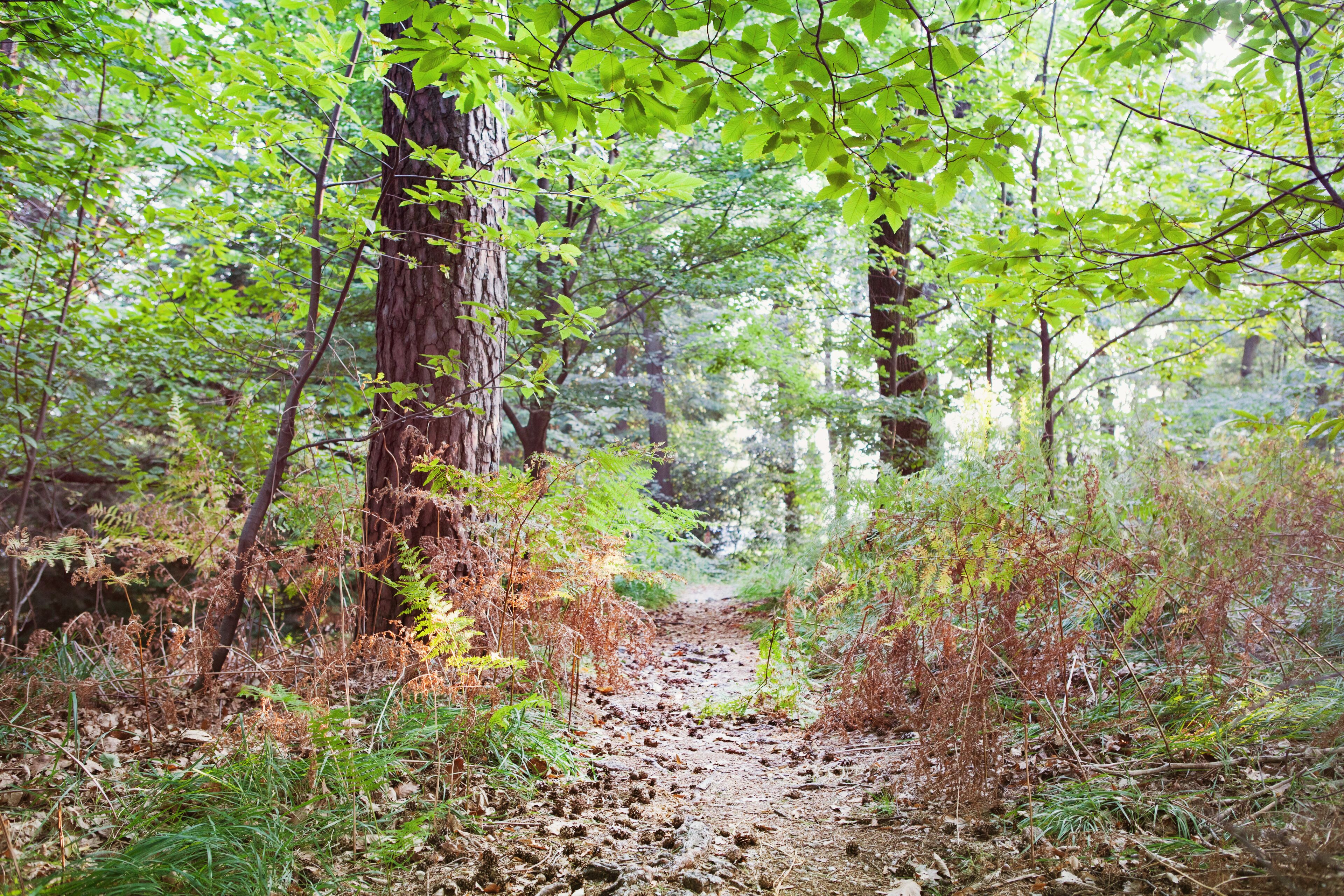 Camí forestal entre arbres i arbustos.