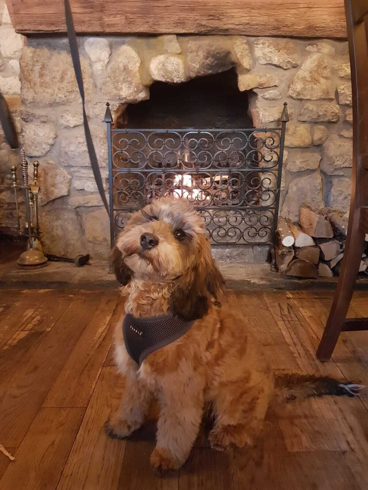 A dog sitting in front of a stone fireplace with a metal gate.