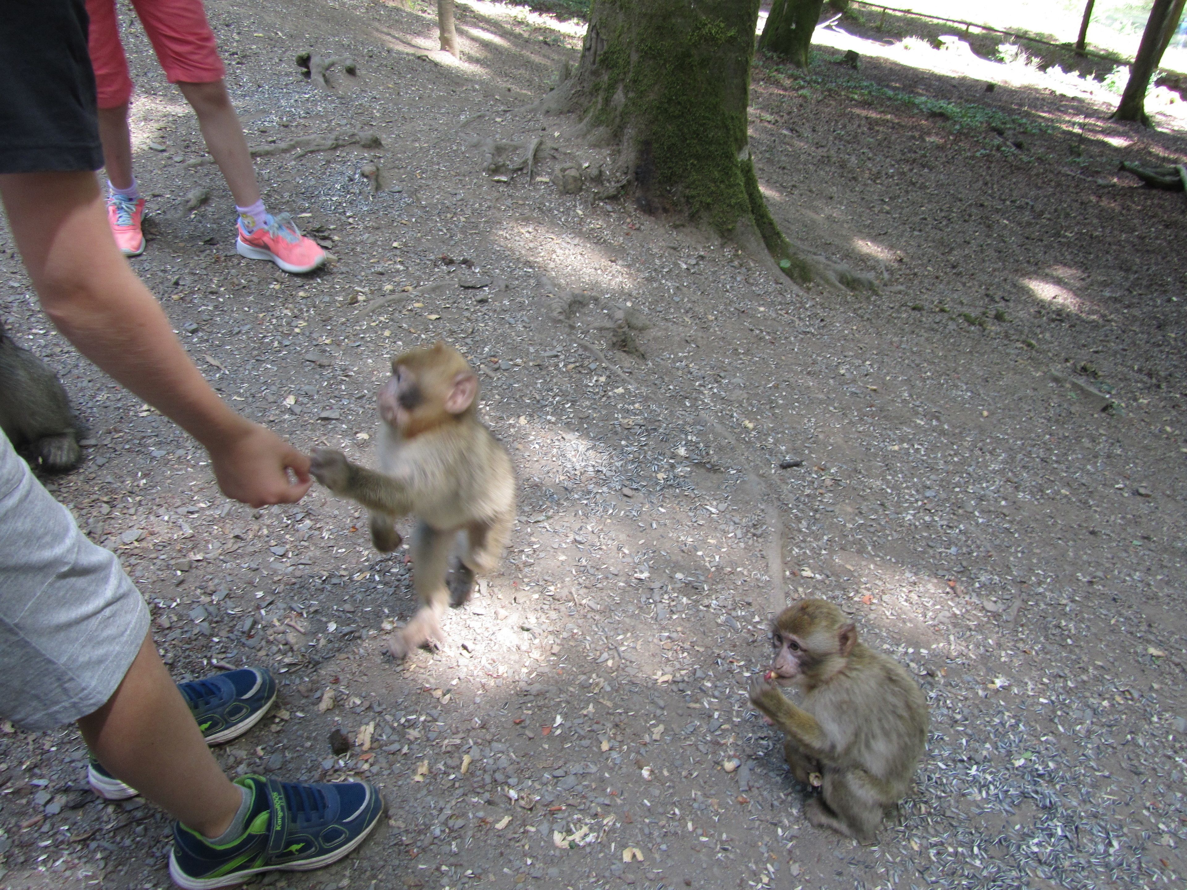 Photo - Hotel zur Burg Nürburg-ring
