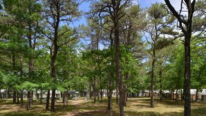 Un camping con varias cabañas, rodeado de altos pinos y un sendero de tierra.