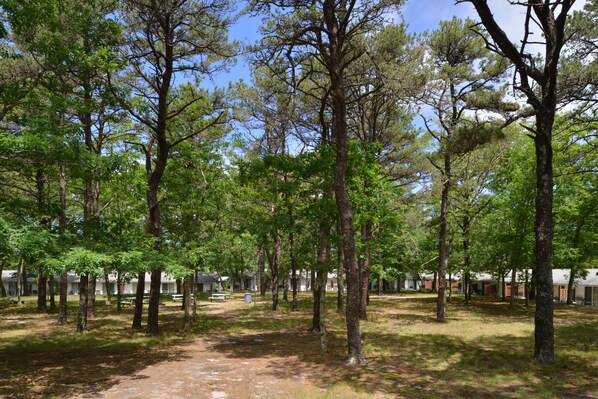 Área de parrilladas y picnic