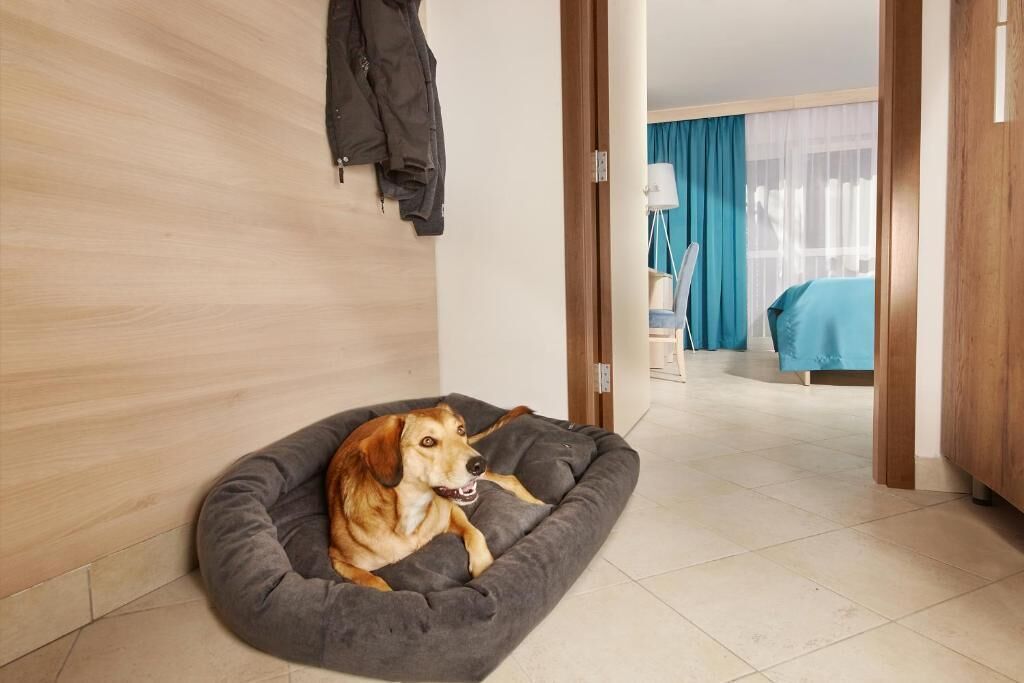 Um cão deitado numa cama cinzenta para animais de estimação num quarto de hotel com chão de madeira, um casaco pendurado na parede e uma cama com cobertura azul ao fundo.