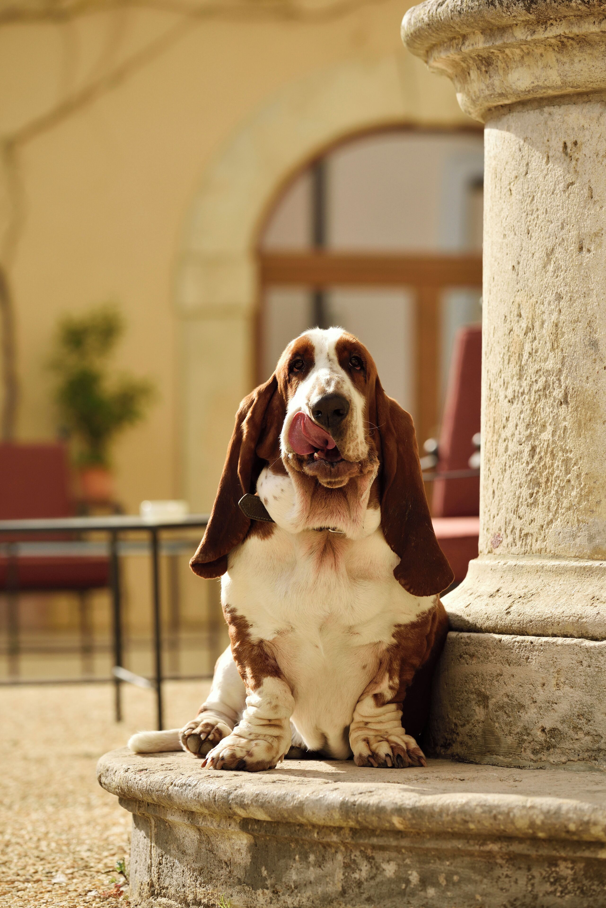 Un perro sentado en un banco de piedra en un espacio al aire libre, con un edificio al fondo.