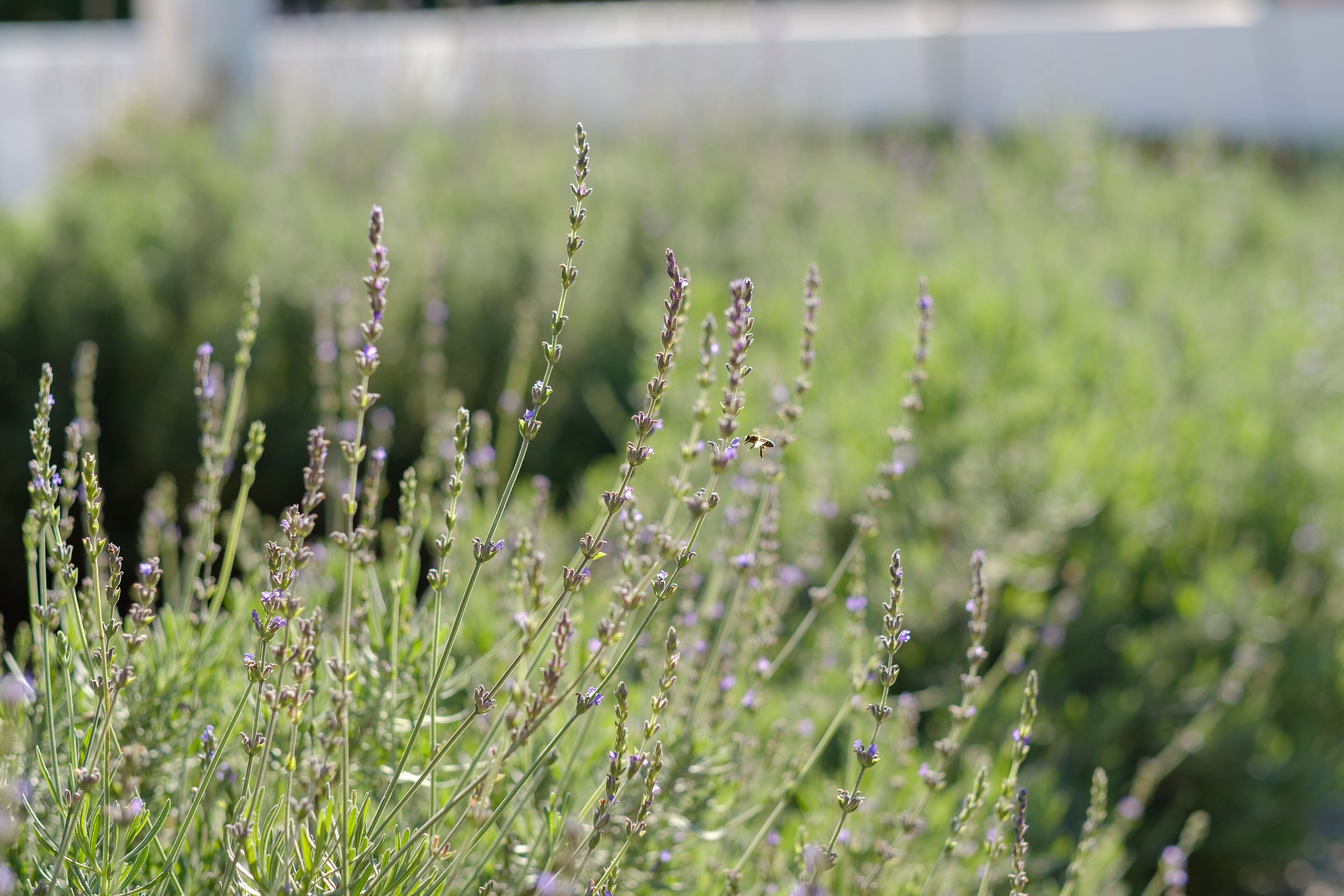 Foto - Constantia White Lodge Guest House