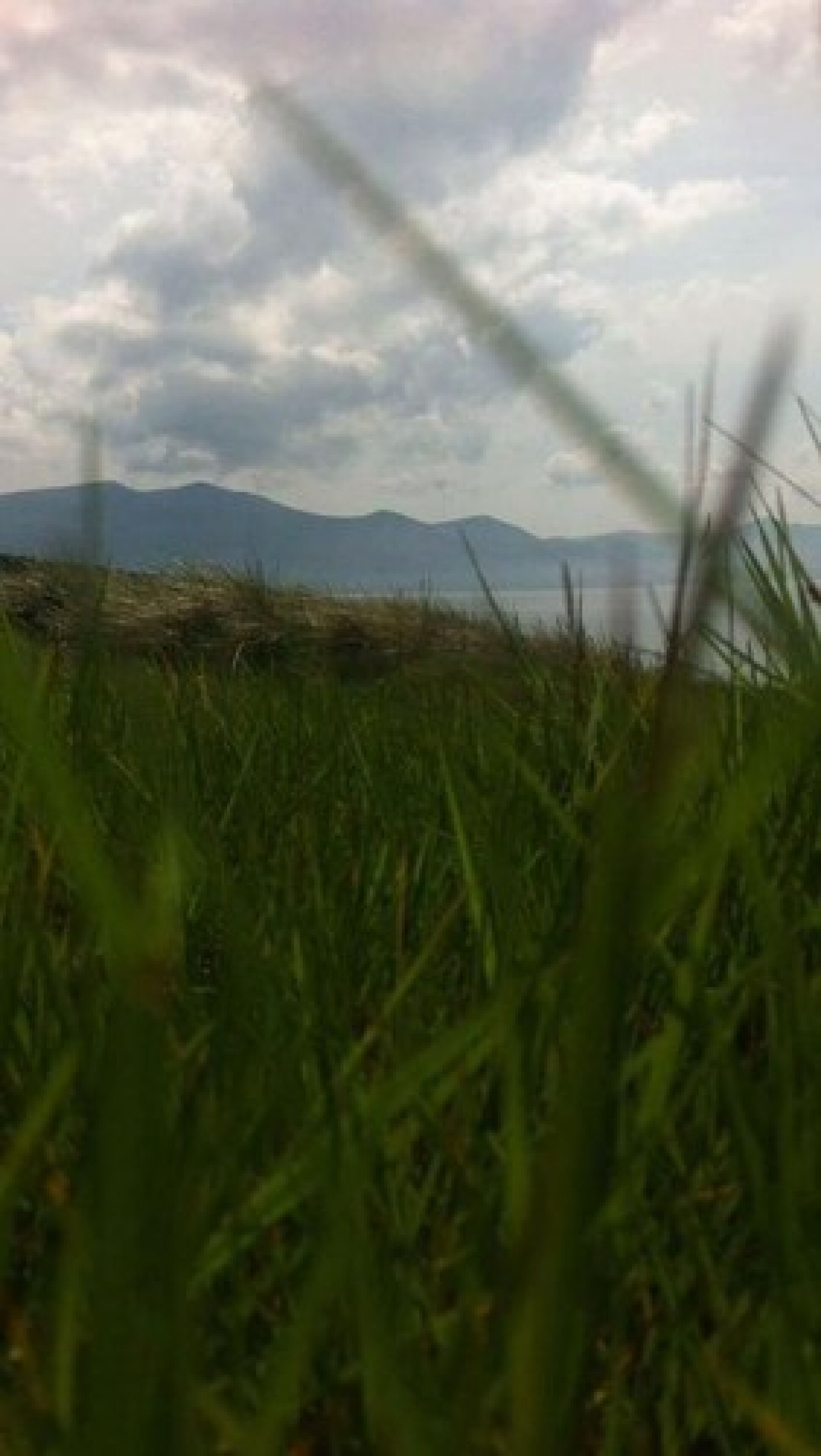 A grassy field with a mountain range in the background.