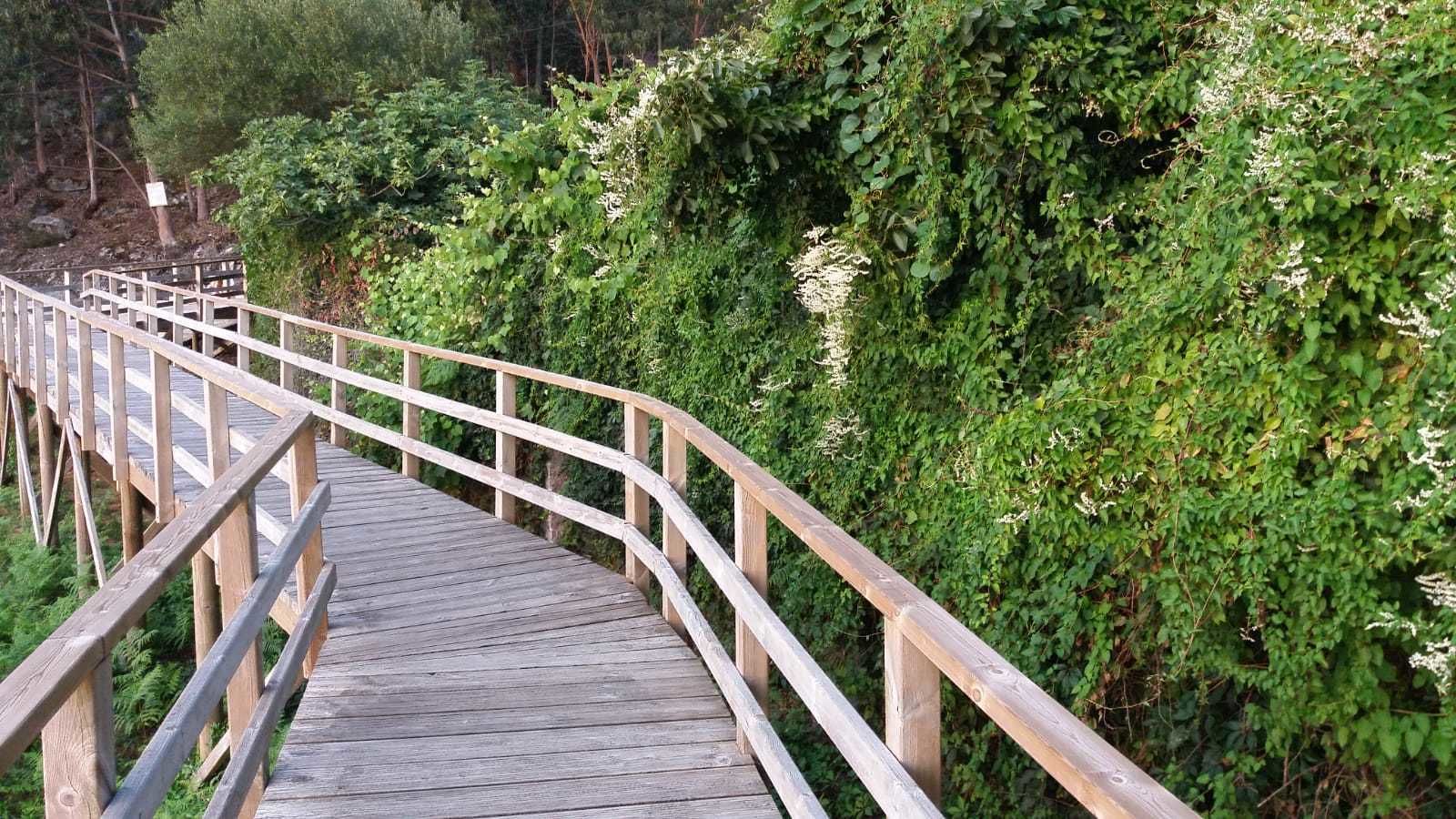 Pasarela de madera con barandillas, rodeada de abundante vegetación y árboles.