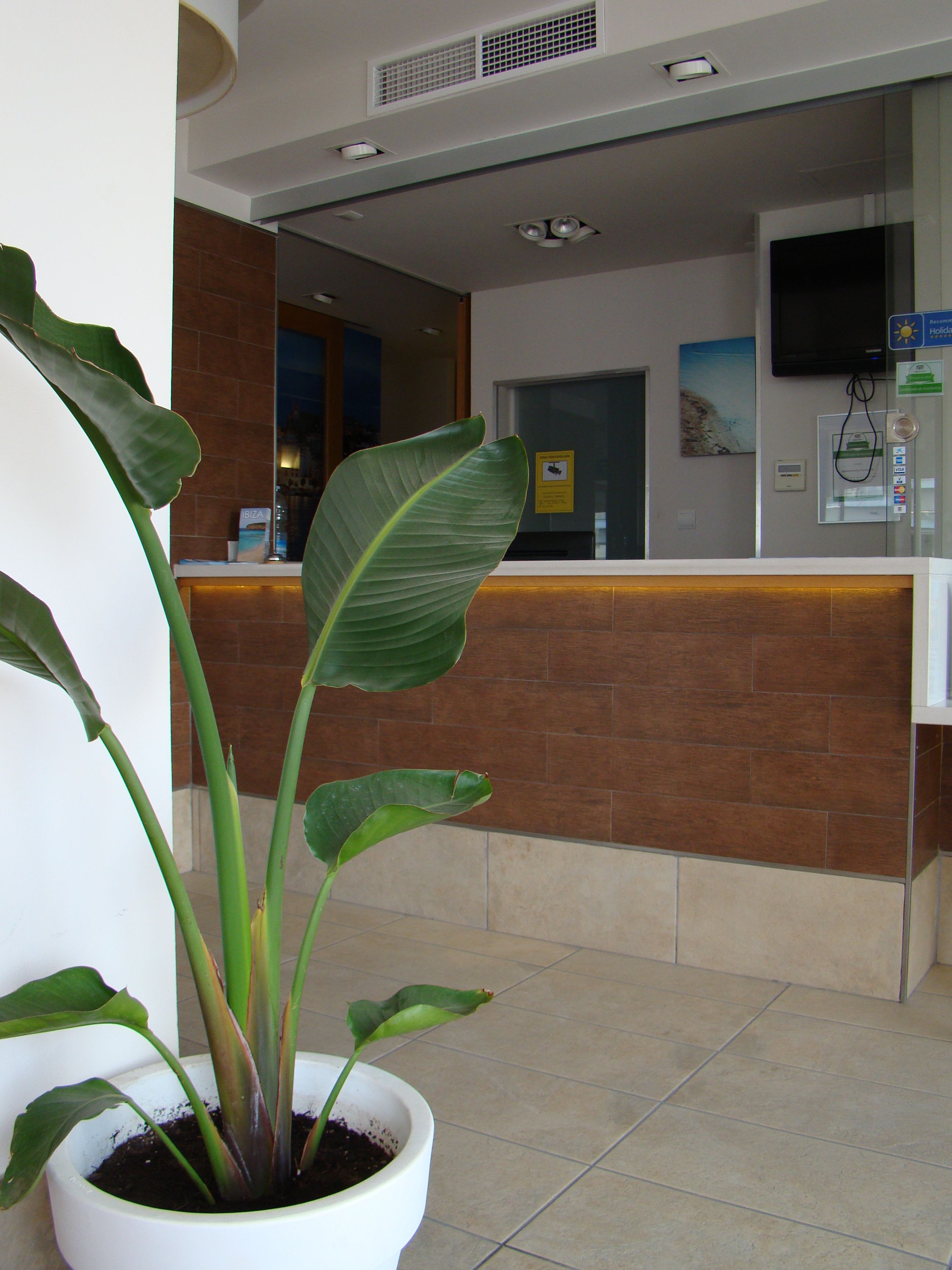 A reception area with a potted plant, a reception desk, a television, and a wall-mounted sign.