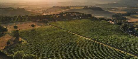 A vineyard with rows of grapevines and a building in the distance.