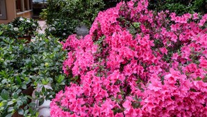 A garden with dense pink flowers and green foliage. - Hotel Astor Victoria (Forte dei Marmi)