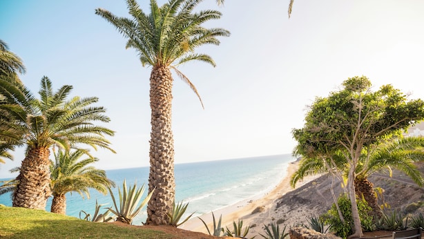 A coastal landscape with palm trees and a beach.