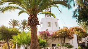 A stone pathway leading to a white building with a palm tree in the foreground.