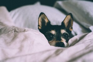 A dog peeking out from under a white bedspread. - Staybridge Suites North Brunswick by IHG (North Brunswick)