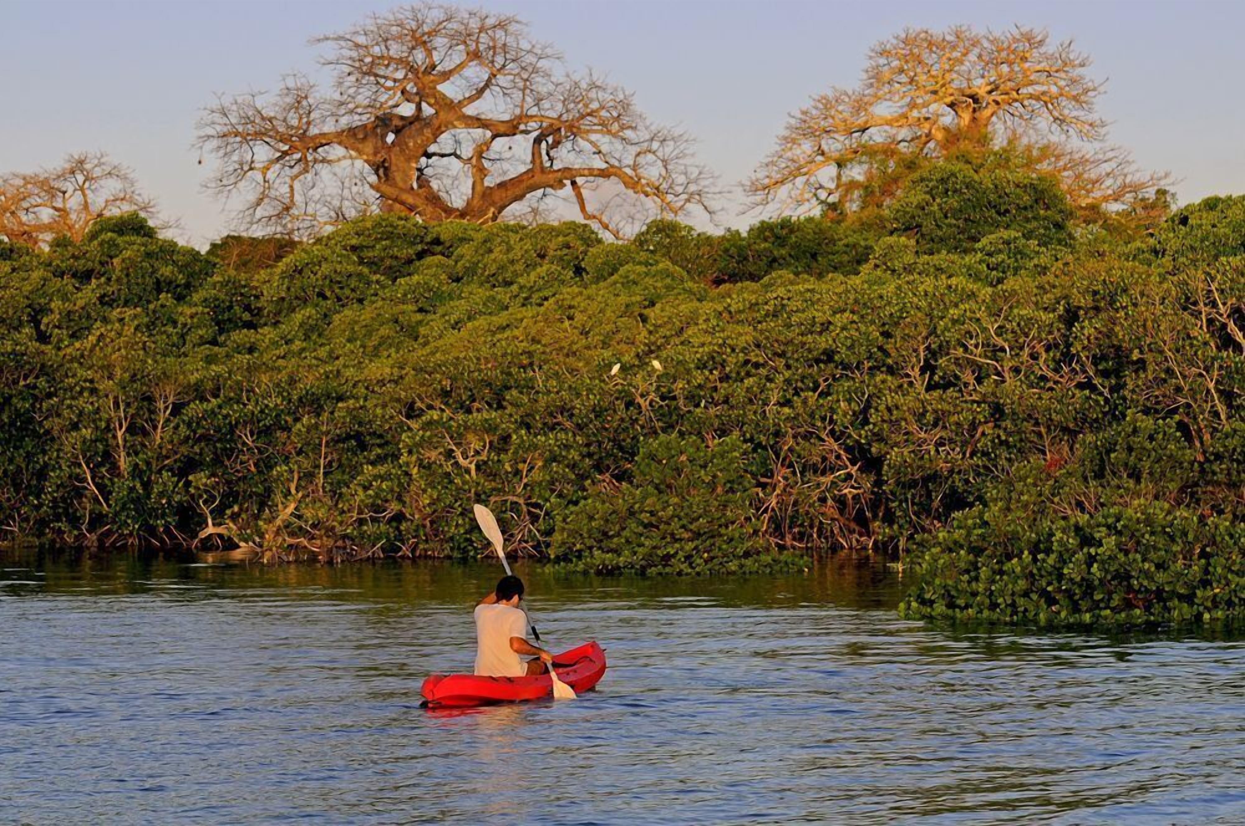 A person kayaking on a calm river surrounded by dense greenery and trees.