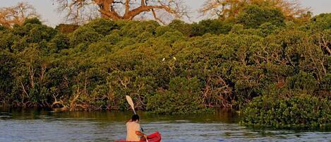 A person kayaking on a calm river surrounded by dense greenery and trees.