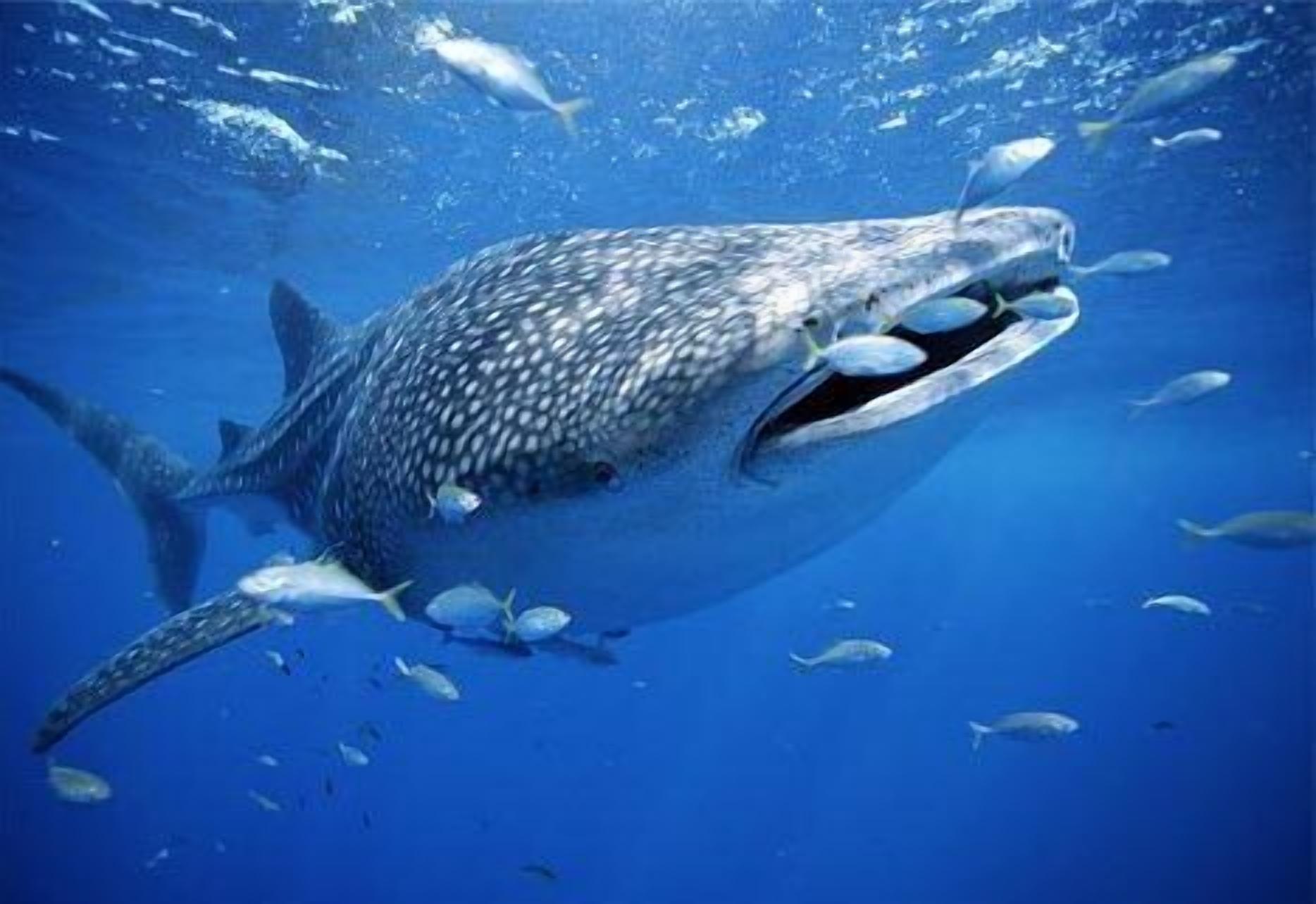 A large whale shark swimming in clear blue water.
